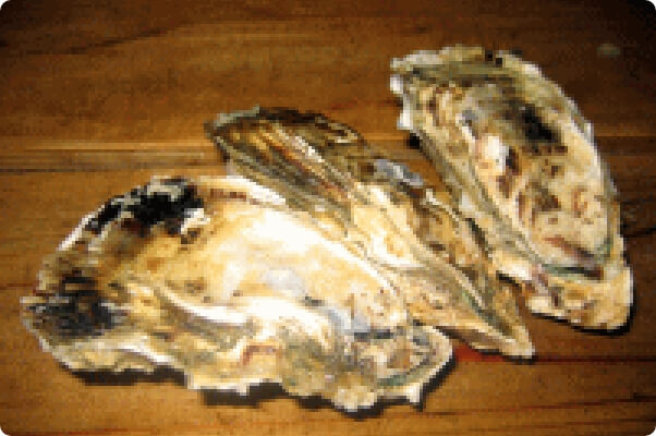 洗浄・紫外線による殺菌・検査が終わった牡蠣。これでやっとお客様に出荷できるようになります。